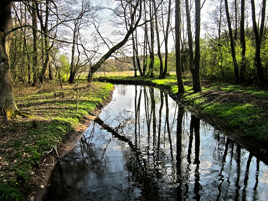 tree, nature, forests, water, foliage, poland, landscapes, spring HD wallpaper