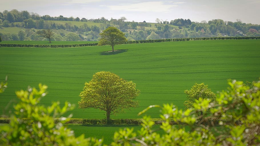 green tree in the middle of grass field, leafed tree, green grass HD wallpaper