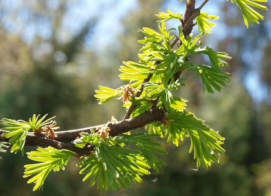 spring, tree, sprig, plant, growth, focus on foreground, green color HD wallpaper