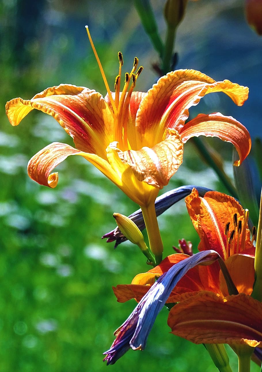 lily, flower, orange, flowering plant, petal, vulnerability HD wallpaper