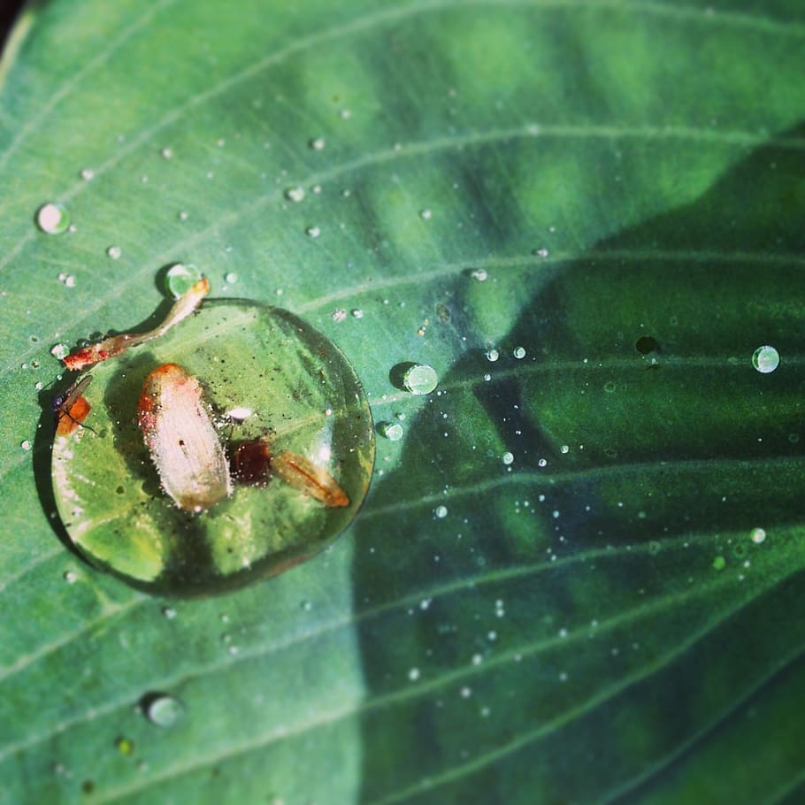 nature, leaf, water, bug, green, natural, plant, summer, foliage HD wallpaper