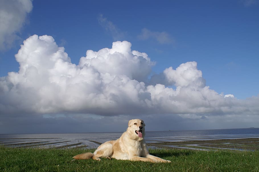 dog sitting on grass field near water under blue sky and white clouds at daytime
