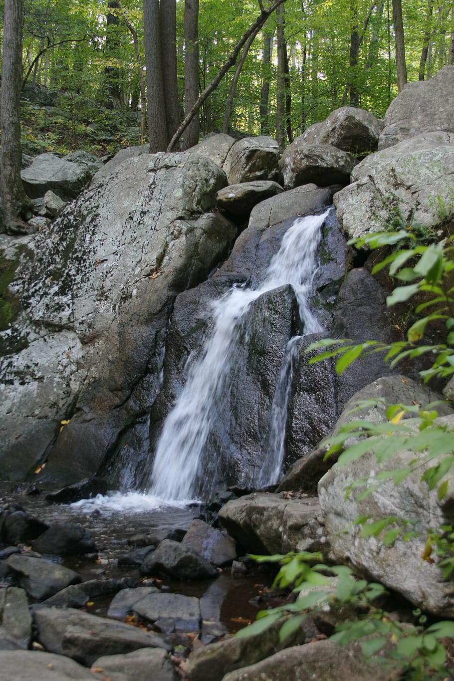 waterfall, forest, nature, fresh, environment, rock, tree, flowing water HD wallpaper