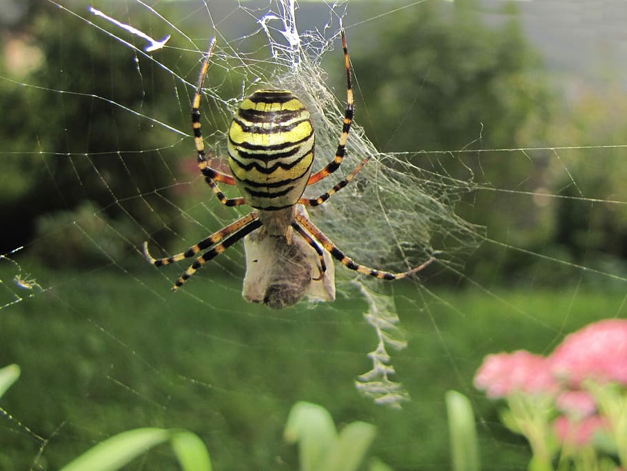 Wasp Spider, Network, Prey, spider web, one animal, animal themes HD wallpaper