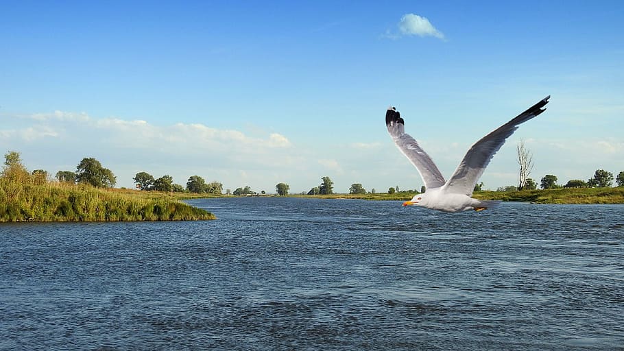 landscape, river, bird, gull, fly, flies, elbe, sky, one animal HD wallpaper
