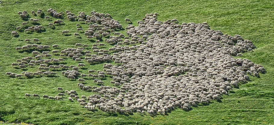 herd of sheep running on green grass field, aerial view photography of herd of sheep