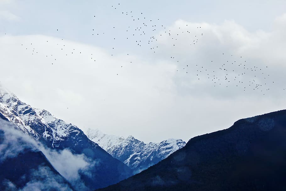 flock of birds flying above snow covered mountain during daytime, flock of birds flying, HD wallpaper