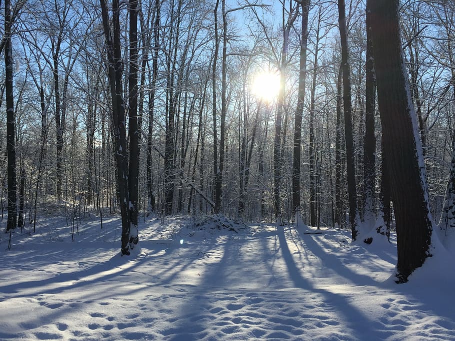 winter, snow, trees, cold temperature, sunlight, plant, tranquility HD wallpaper