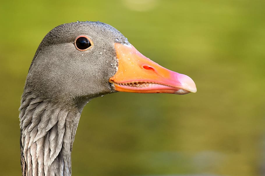 gray duck with orange peak, goose, wild goose, water bird, nature, HD wallpaper