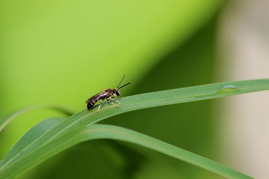 insect, macro, nature, plants, animal themes, animal wildlife HD wallpaper