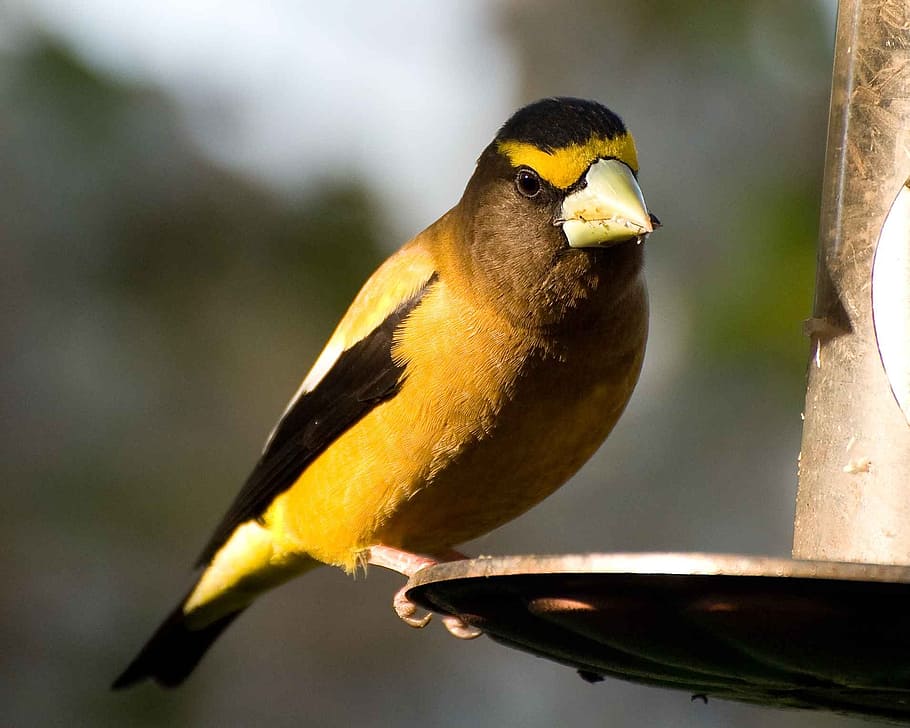 vespertinus, coccothraustes, bird, evening, grosbeak, birds HD wallpaper