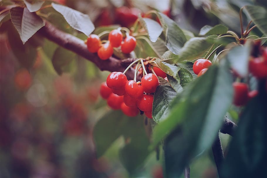 red, cherry, fruit, tree, plant, nature, garden, food and drink HD wallpaper