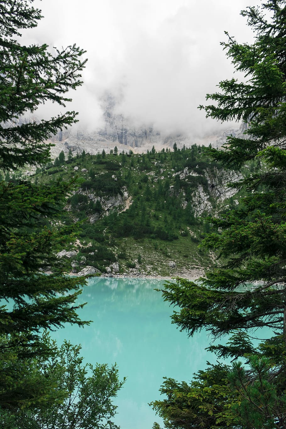 scenery of forest trees, bodies of water surrounded by pine trees HD wallpaper