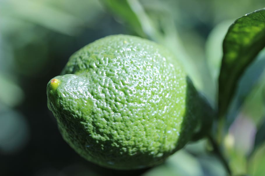lime, green, sour, healthy eating, food, food and drink, freshness HD wallpaper