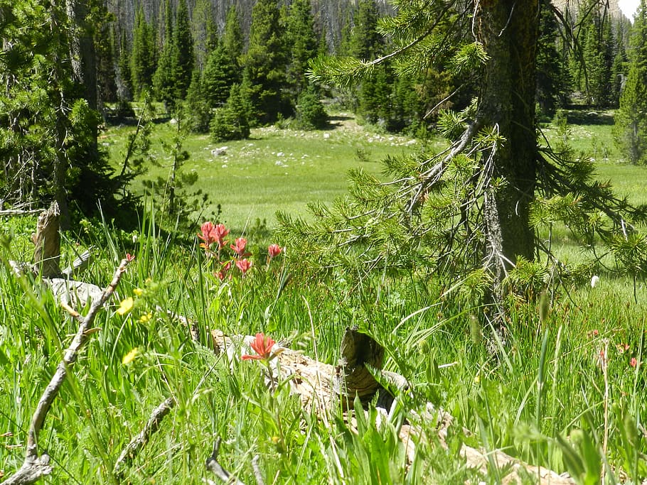 meadow, uinta, utah, green, summer, forest, day, plant, green color HD wallpaper