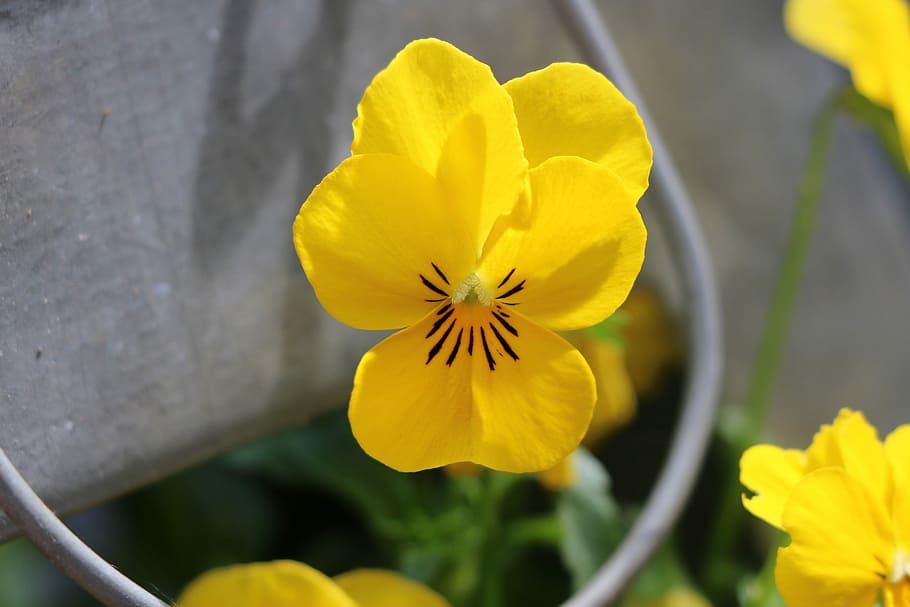 Thinking, Flower, Yellow, petal, fragility, flower head, blossom HD wallpaper