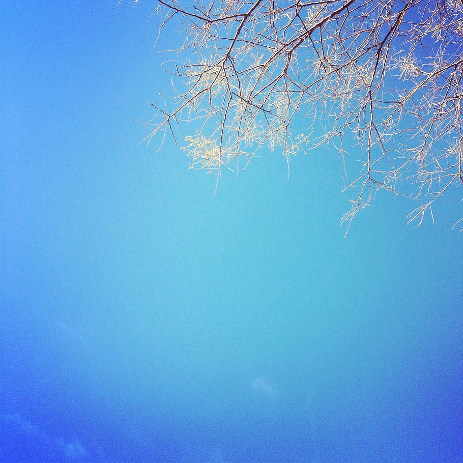 blue, sky, trees, branches, nature, plant, beauty in nature HD wallpaper