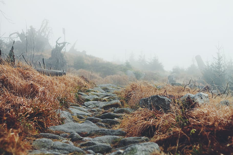 grey stone ladder, stone pathway between dried grass at daytime HD wallpaper