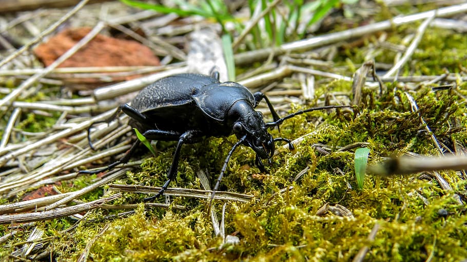 sesame, insect, beetle, black, nature, arthropod, macro, black beetle HD wallpaper