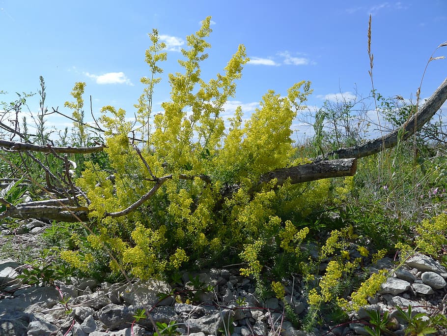 lady's bedstraw, branch, pebble beach, oland, nature, tree, HD wallpaper