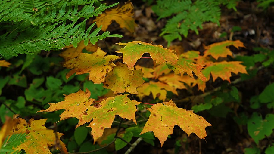 leaf, fall, nature, outdoors, flora, plant part, green color HD wallpaper