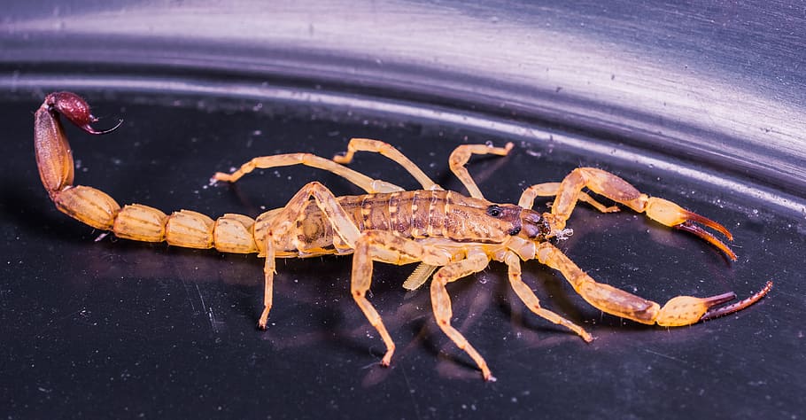 brown scorpion on container, arachnid, toxic, animal wildlife, HD wallpaper