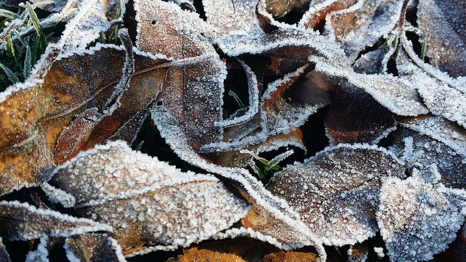 nature, cold, ice, winter, snow, landscape, nevada, frost, cold temperature HD wallpaper