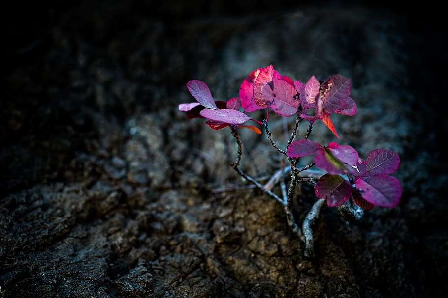 small tree, red, soil, plant, autumn, flower, flowering plant HD wallpaper