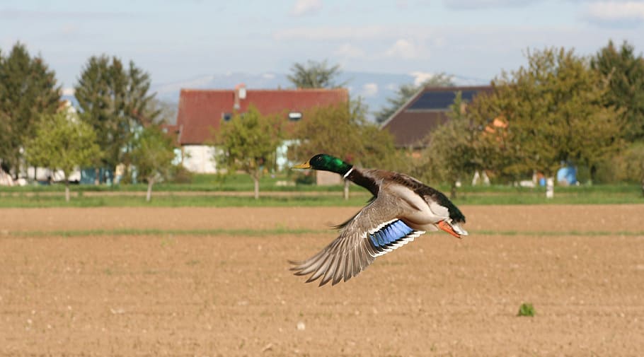 duck, flight, wild, feathers, dom, sky, bird, animal wildlife HD wallpaper