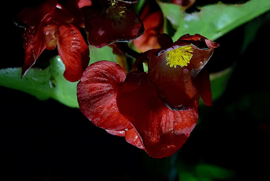 flower, night, rain, dew, nature, garden, plant, green, summer HD wallpaper