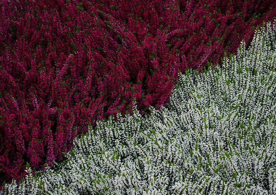 Plants, Erica, Flat, Heather, Pattern, flat heather, background HD wallpaper