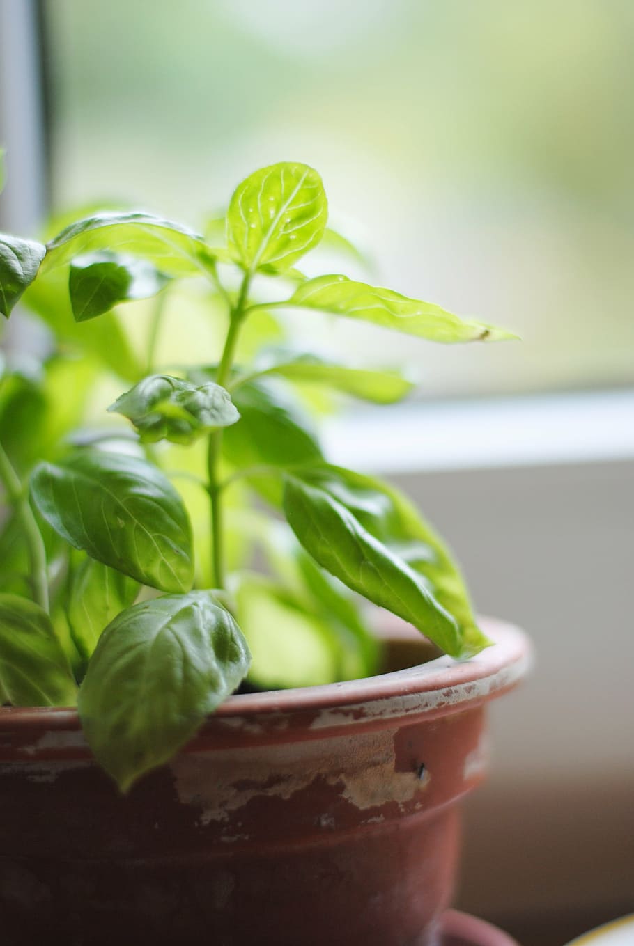 selective focus photography of potted green leafed plant near window