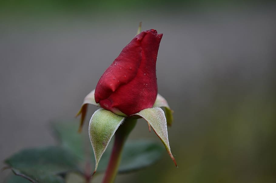 red petaled flower, red rose, roses, leaf, nature, garden, macro HD wallpaper