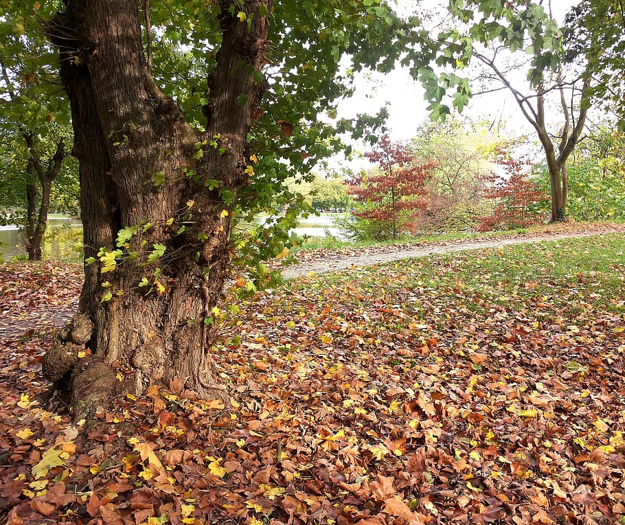 Autumn, Tree, Fall Foliage, Leaves, nature, forest, autumn forest HD wallpaper