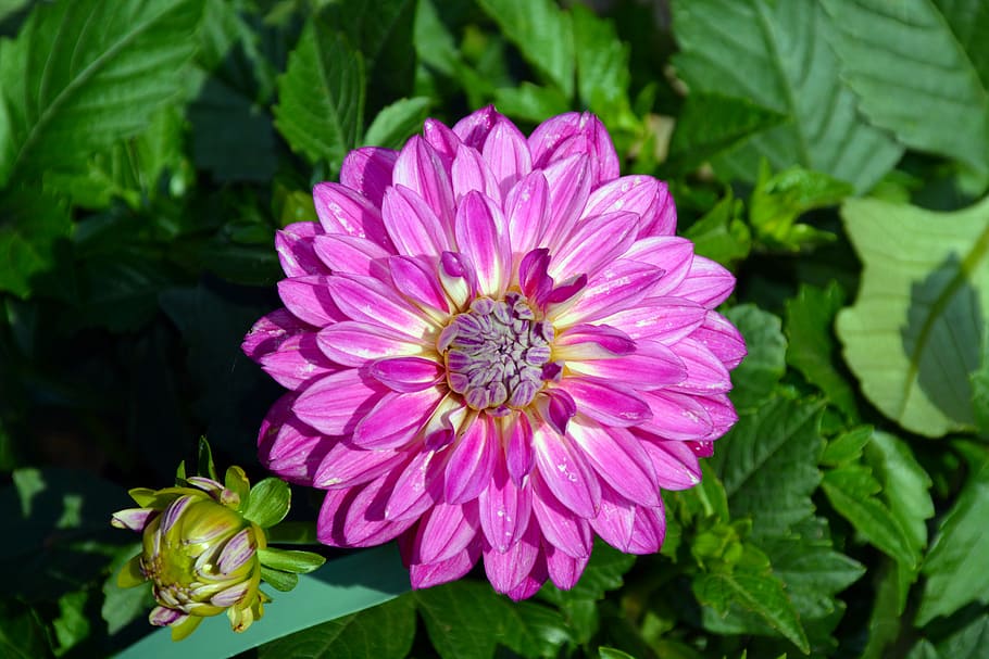 blossom, bloom, flower, spring, close, purple flower, summer flower HD wallpaper