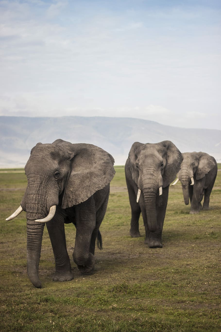 three elephants walking on grass field during day, three gray elephants walking on green grass field during daytime