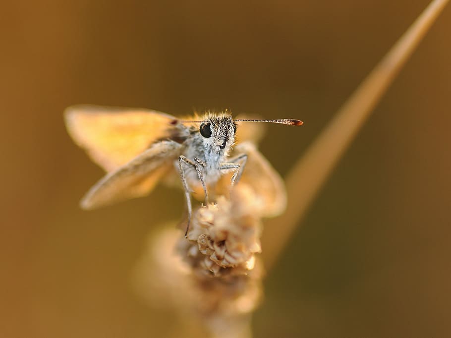 butterfly, insect, macro, invertebrate, animal themes, animal wildlife HD wallpaper