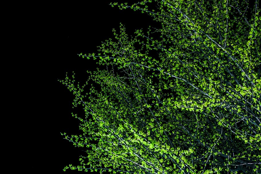 green trees, shrubs, night, flash, leaves, illuminated, plants HD wallpaper