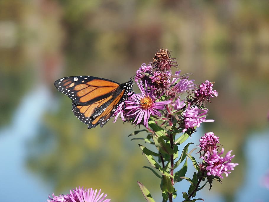 garden, monarch, butterfly, migration, monarch butterfly, insect HD wallpaper