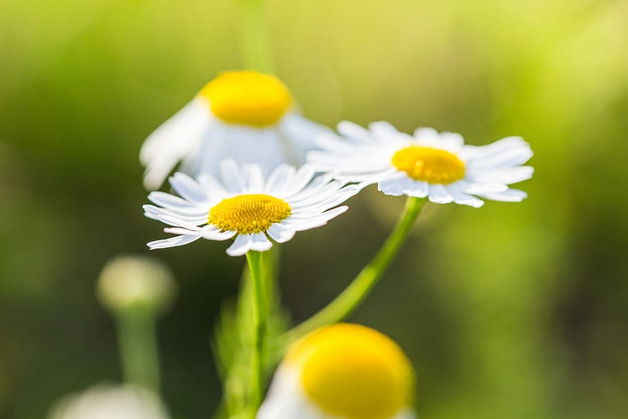 Wonderful Daisies with Bright Background, daisy, flowers, grass HD wallpaper