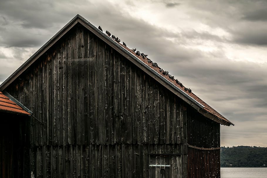 pigeons, scale, wood shed, wooden slats, ammersee, sailing school, HD wallpaper