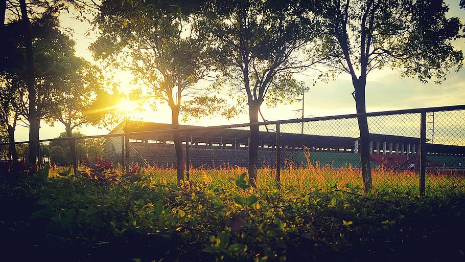 campus, sunset, playground, nature, tree, growth, beauty in nature HD wallpaper