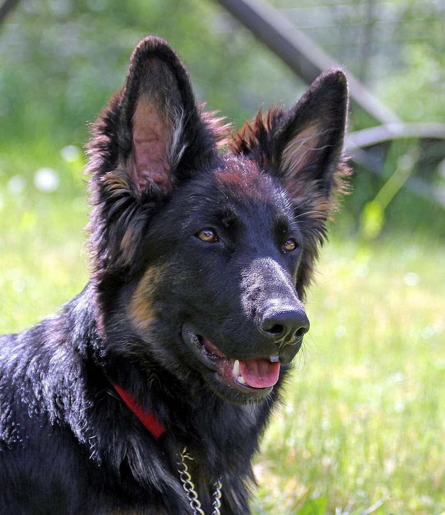 HD wallpaper: German Shepherd Dog, Long-Haired, youngster, pets ...