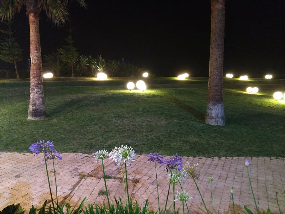 flowers, nature, night, illuminated, no people, grass, outdoors HD wallpaper