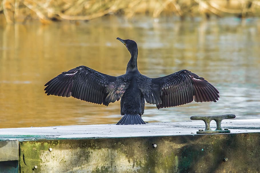 nature, cormorant, river, bird, animal wildlife, animals in the wild HD wallpaper