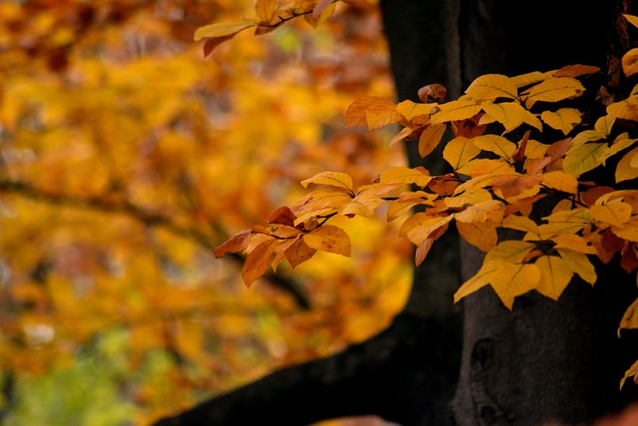 Polish Autumn, selective-focus photography of brown leafed tree HD wallpaper