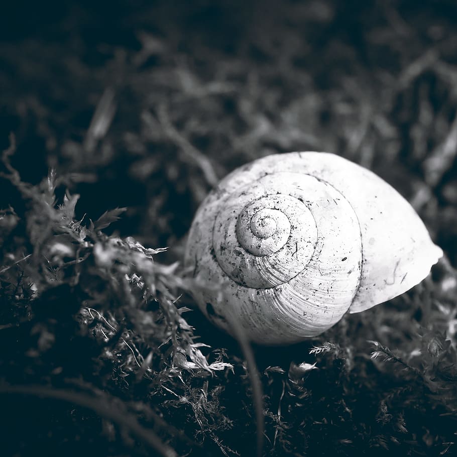 Snail Shell, Nature, animal, mollusk, slowly, reptile, creature HD wallpaper