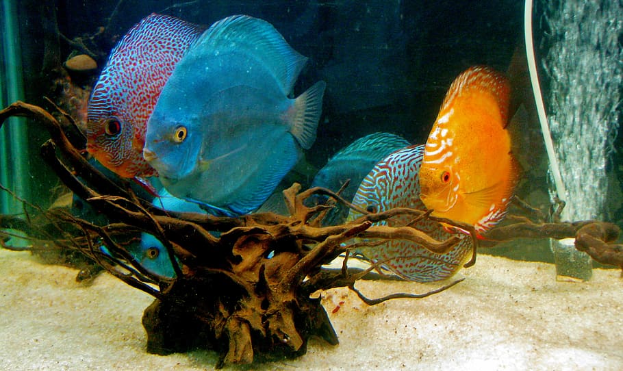 shoal of discuss fish, discus fish, aquarium, fish tank, water, HD wallpaper