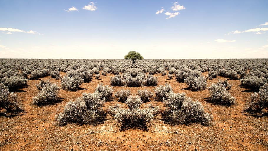 green tree in the middle of desert during daytime, land area with green tree and withered plants under blue sky HD wallpaper