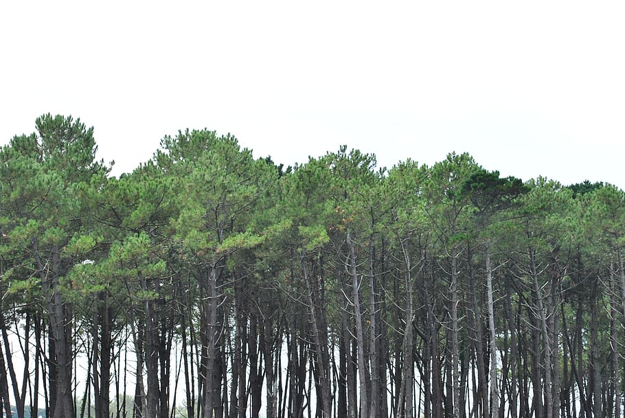 trees, cloudy, clouds, cold, sky, fog, nature, mountain, tomorrow HD wallpaper